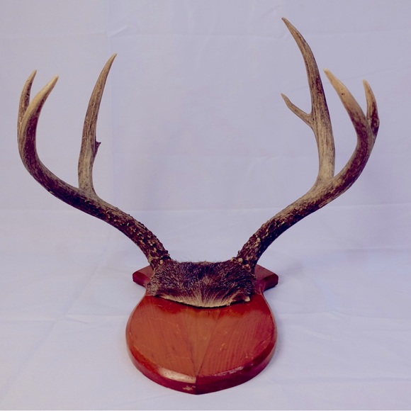 Real Deer Antlers wall deco - Picture 1 of 6